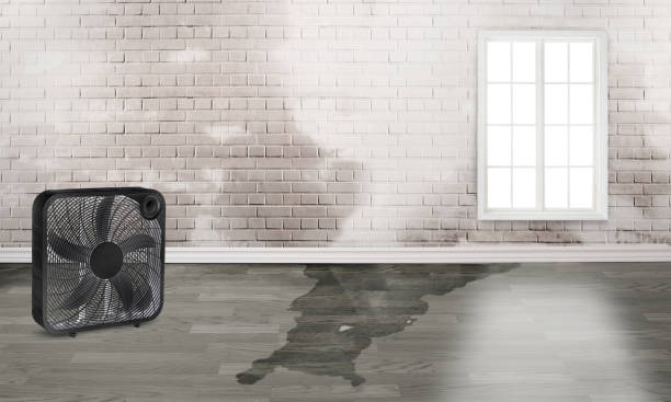 Best Local water damage restoration  in Hamburg, PA